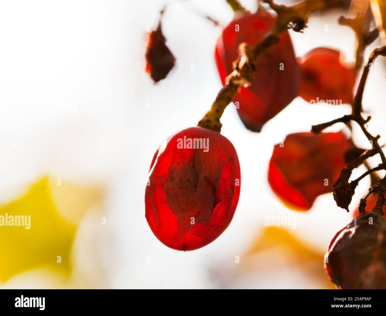 Raisin rouge séché au vignoble en automne ensoleillé jour close up Banque D'Images