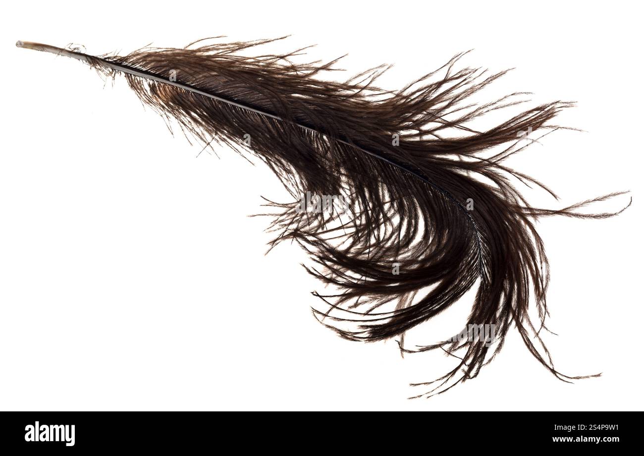 Grande Plume d'autruche sur fond blanc close up Banque D'Images