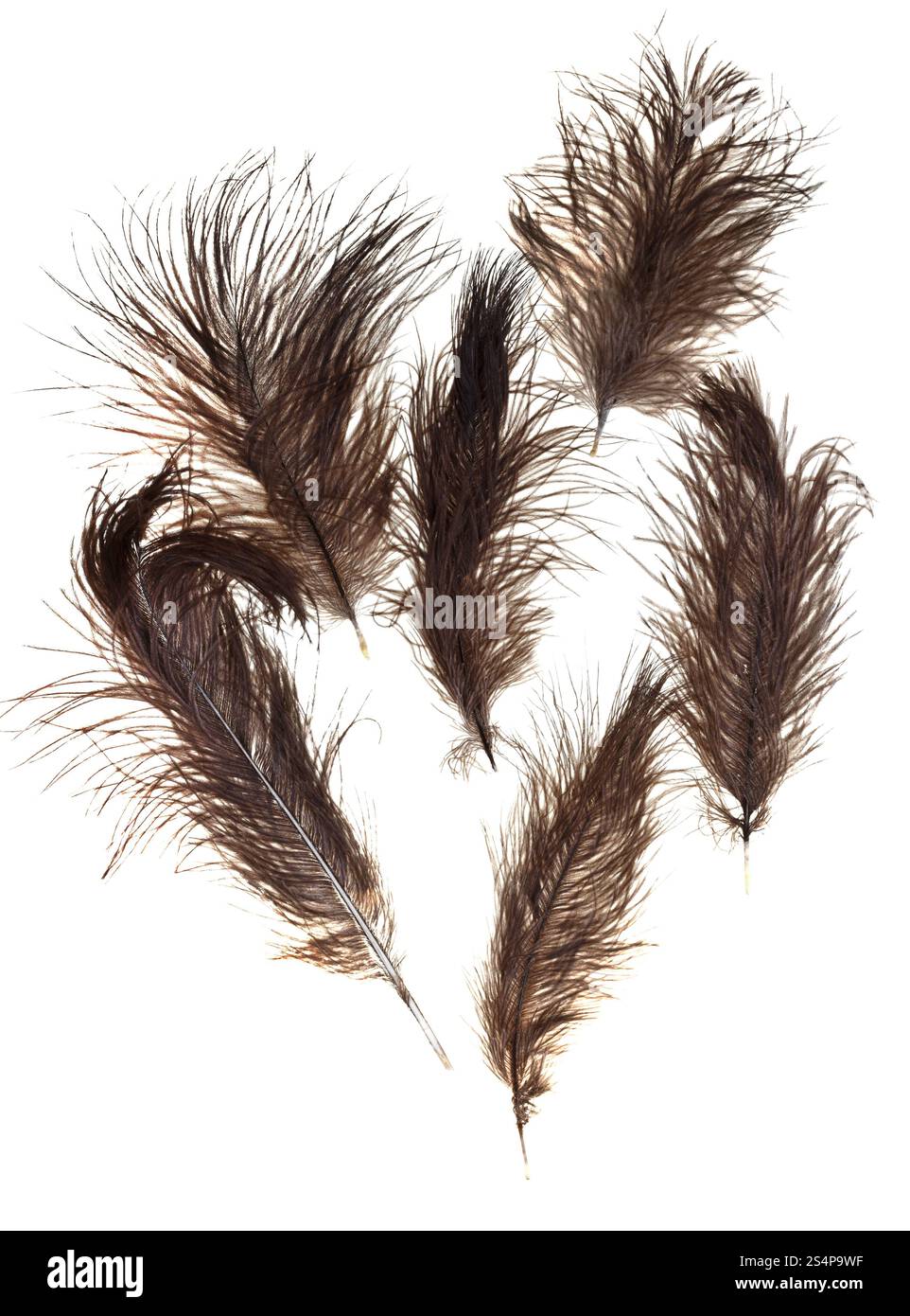Peu de plumes d'autruches sur fond blanc close up Banque D'Images