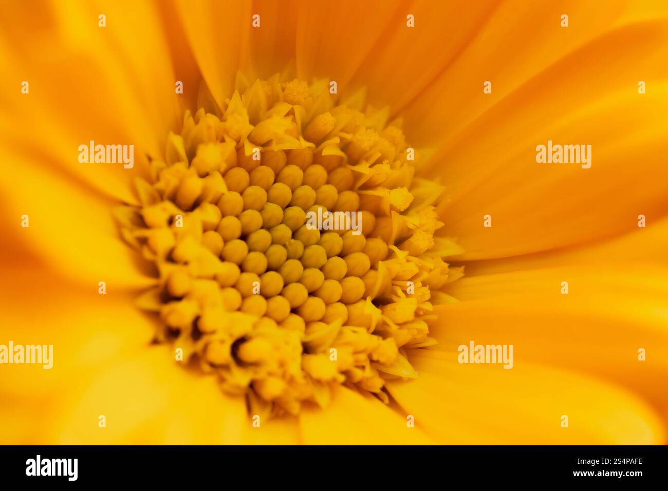 Calendula (fleur de Marigold) gros plan vue macro. Banque D'Images