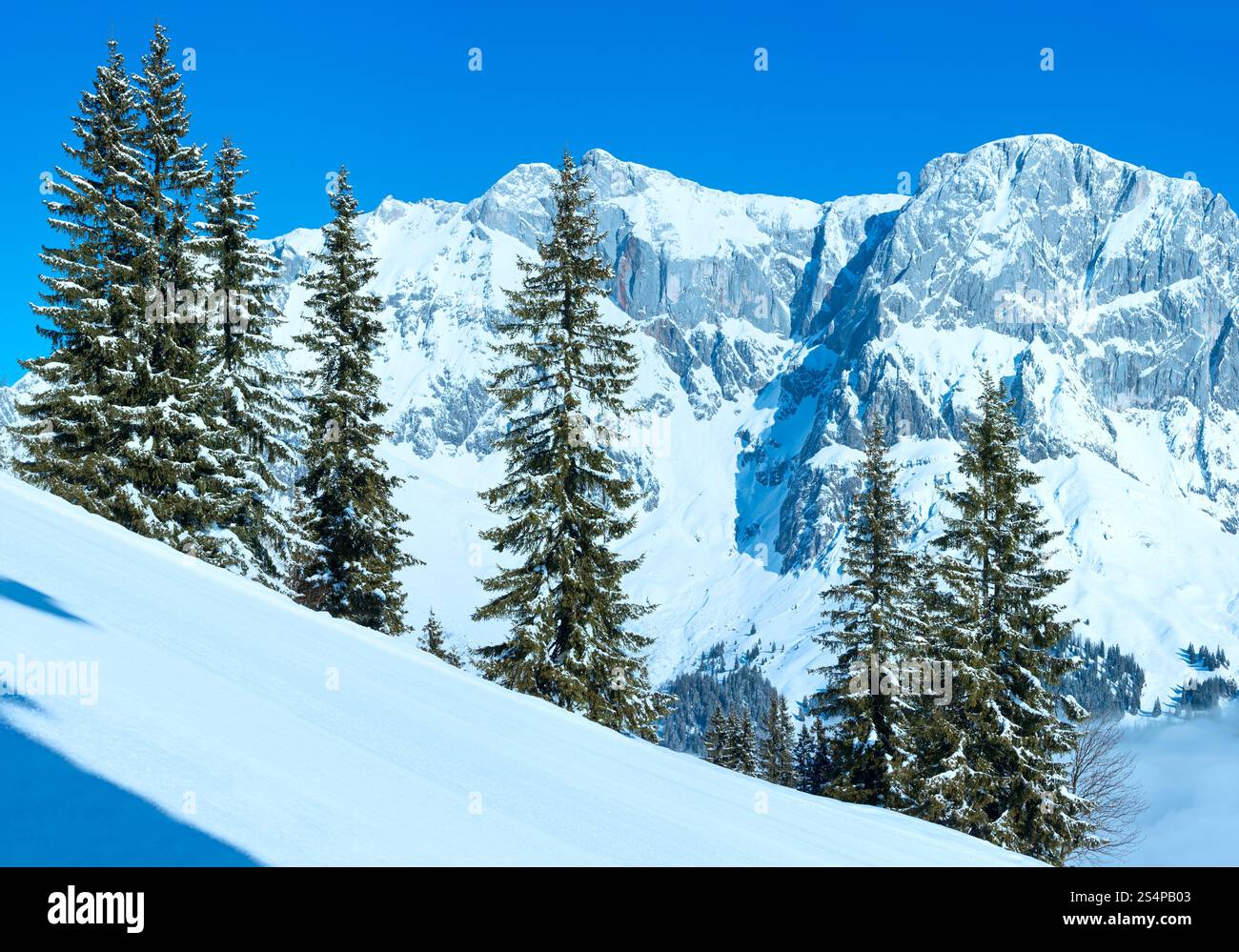 Hiver matin panorama de montagnes de sapins à l'avant (Hochkoenig région, Autriche) Banque D'Images