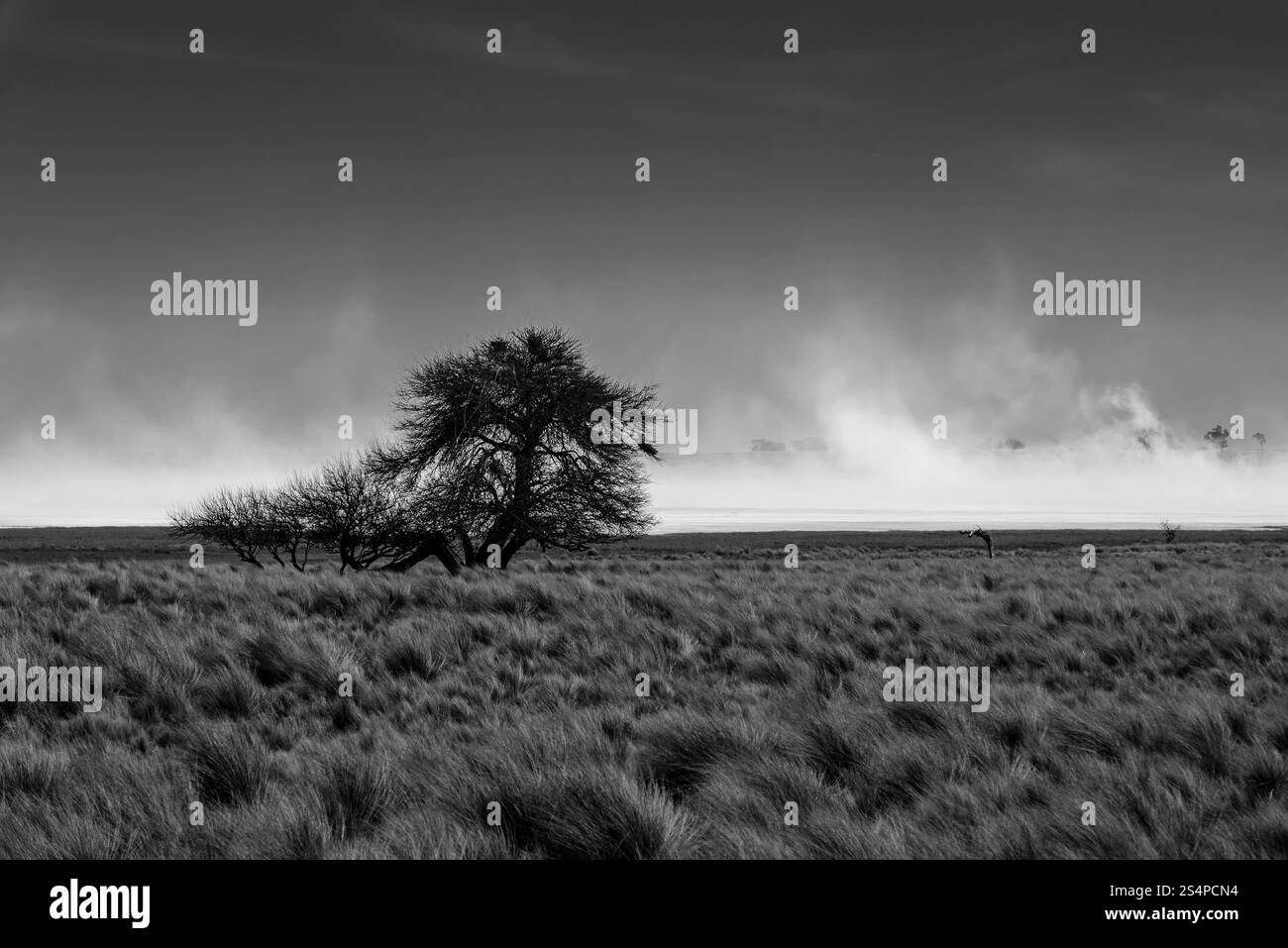 Vent fort soufflant dans un plat salin dans la province de la Pampa, Patagonie, Argentine. Banque D'Images