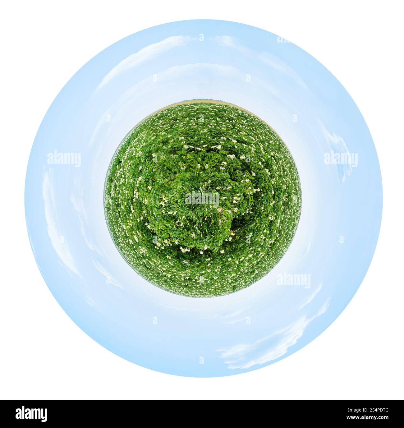 Petite Planète - vue sphérique de champ vert agricole de l'épanouissement plant de pomme de terre en France isolé sur fond blanc Banque D'Images
