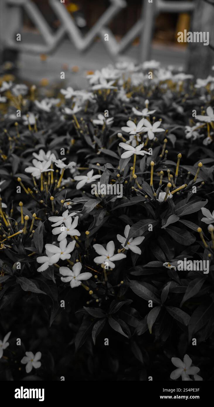 Une image monochrome d'un buisson avec de petites fleurs blanches et des feuilles sombres, créant un contraste saisissant. L'arrière-plan est flou, ce qui attire l'attention sur Banque D'Images