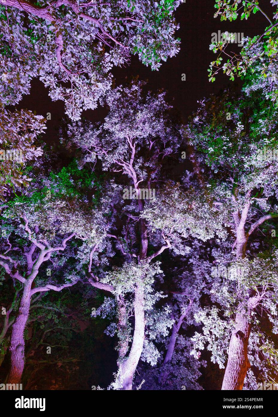 En violet lumineux des arbres dans la nuit park Banque D'Images