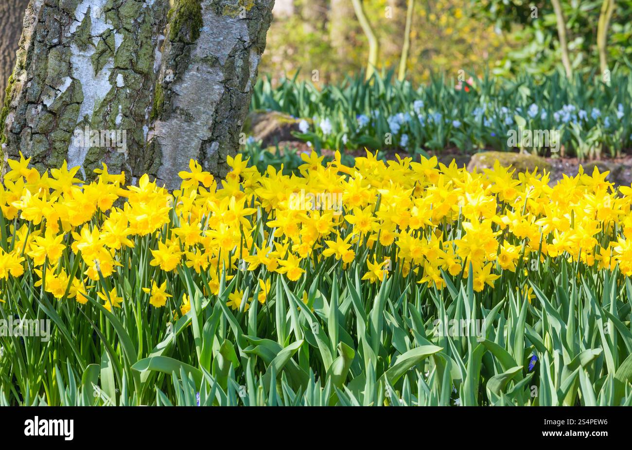 Belles jonquilles jaune au printemps. Banque D'Images