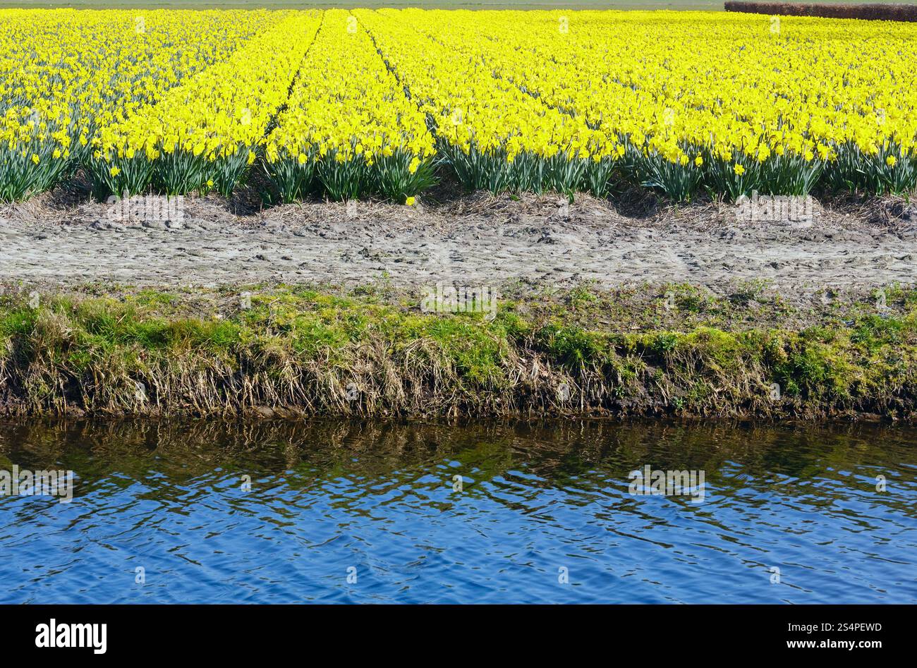 Belle prairie de jonquilles jaune au printemps. Banque D'Images