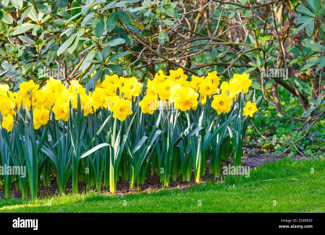 Belles jonquilles jaune au printemps. Banque D'Images
