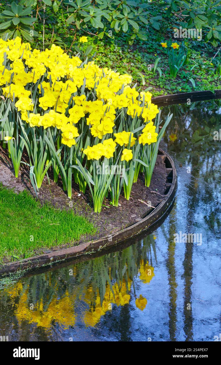 Belles jonquilles jaune au printemps. Banque D'Images
