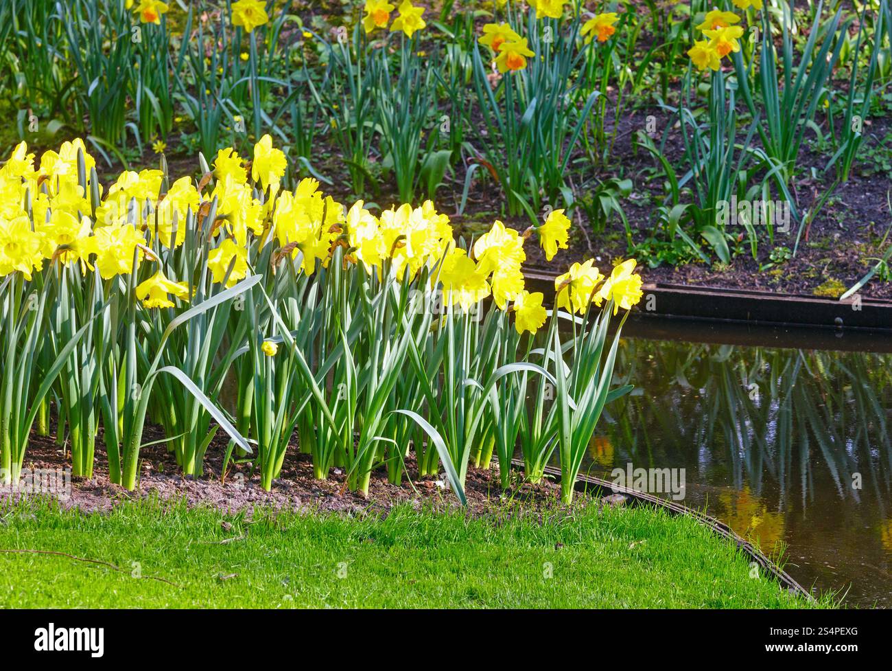 Belles jonquilles jaune au printemps. Banque D'Images