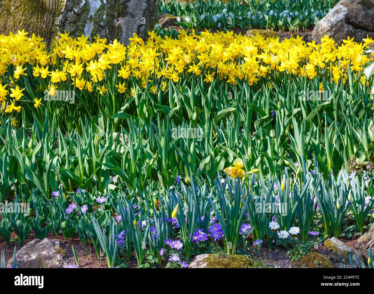 Belles jonquilles jaune au printemps. Banque D'Images