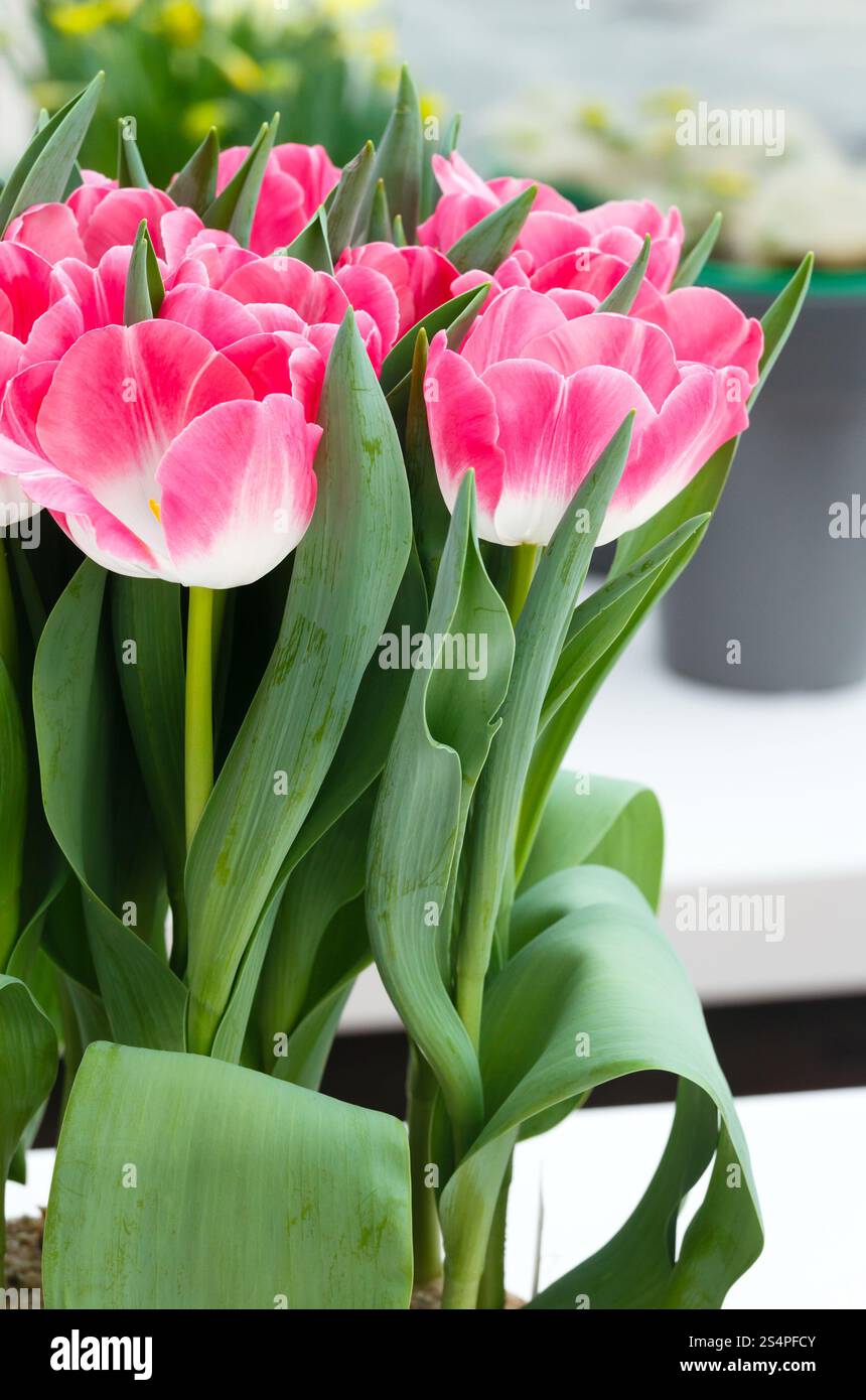 Beau printemps bouquet de tulipes roses (macro). Banque D'Images