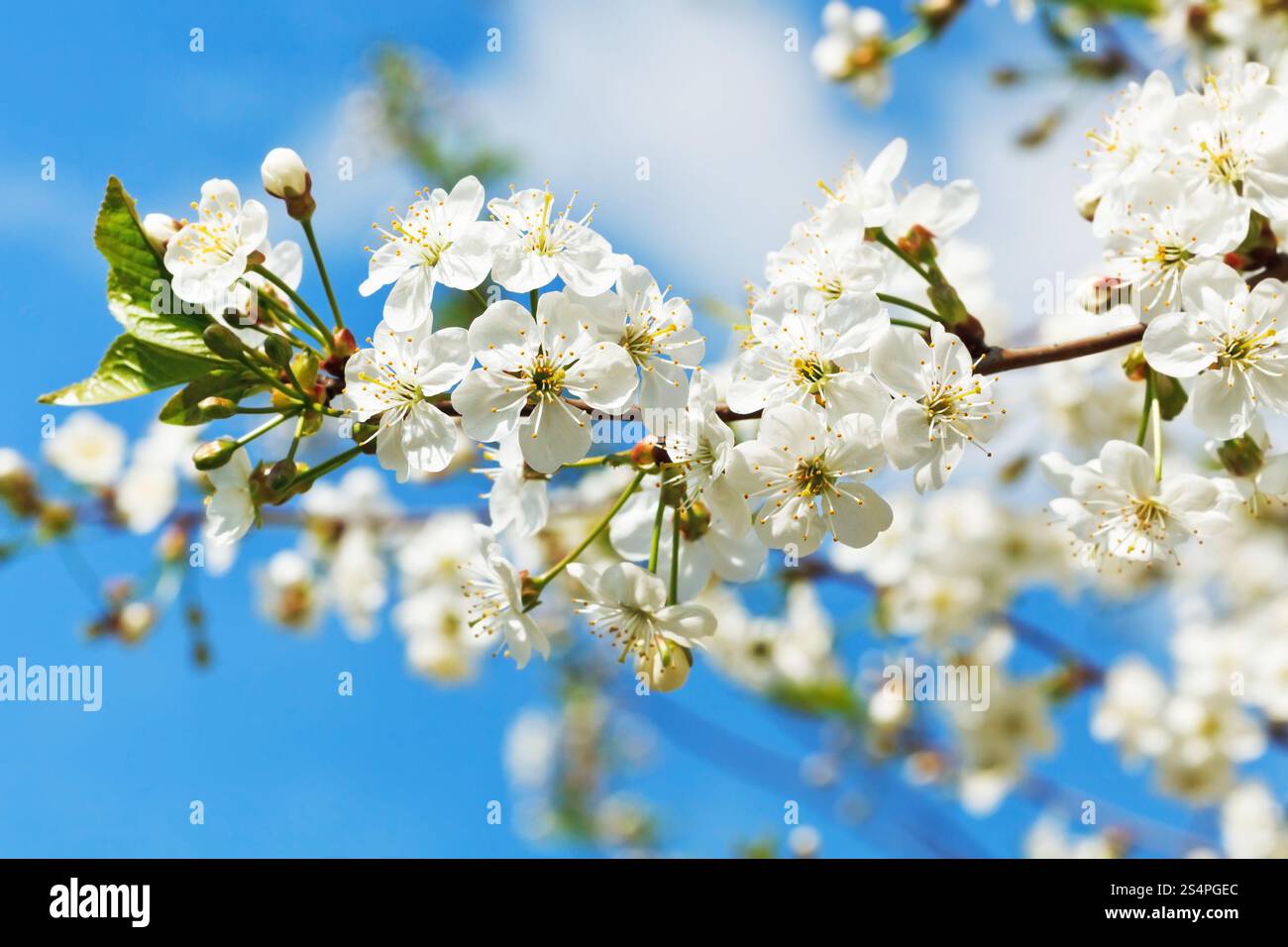 Brindille de fleurs de cerisier et de fleurs de cerisier blanc sous le soleil de printemps Banque D'Images