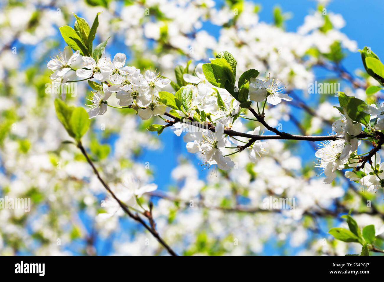 Bouquet de fleurs de cerisier et de fleurs de cerisier blanc sous le soleil de printemps Banque D'Images