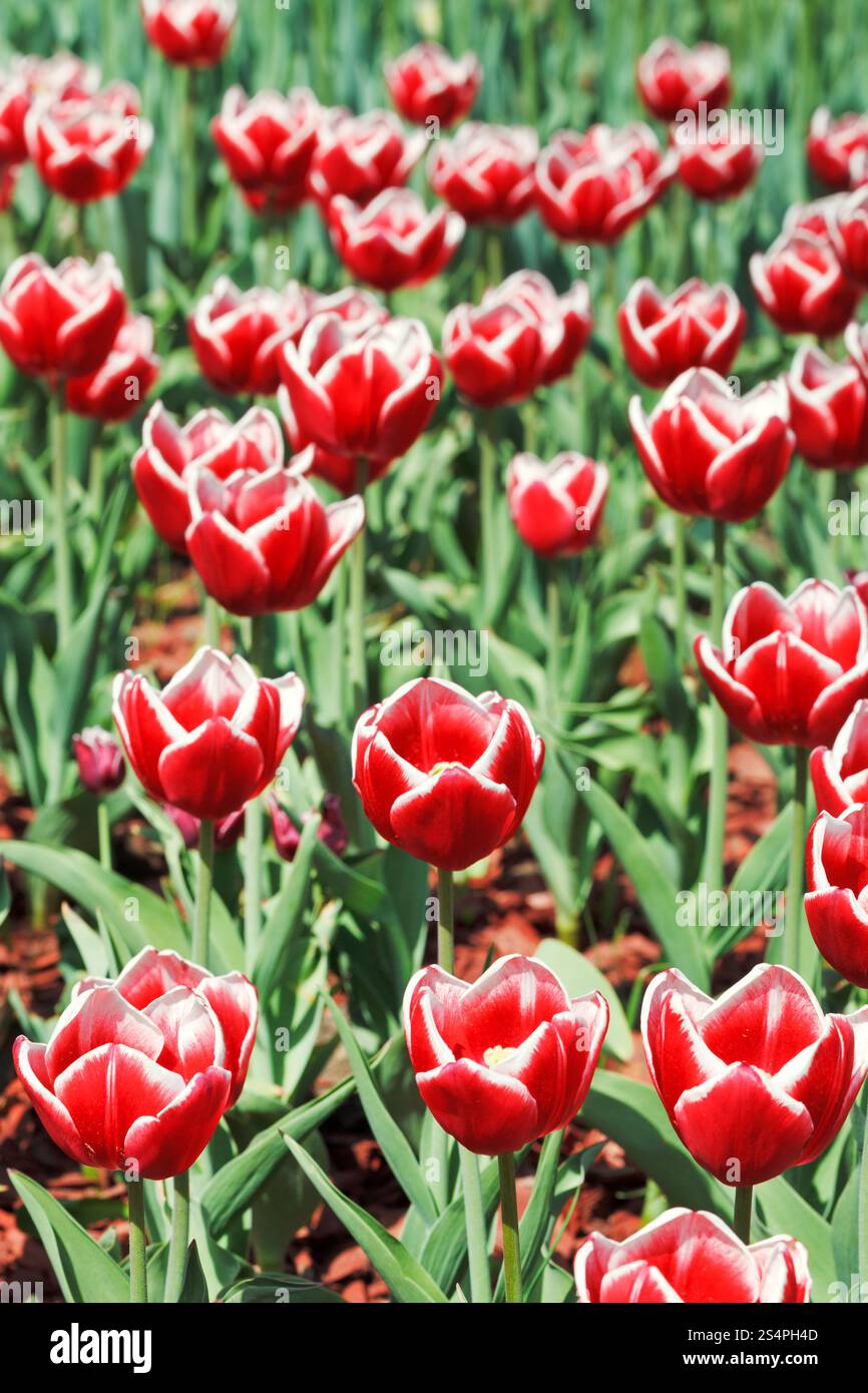 Tulipes décoratives rouge sur flower meadow close up Banque D'Images