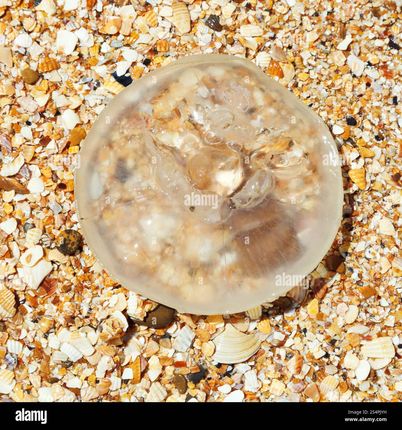 Les méduses Aurelia aurita sur le sable et les coquillages plage de la mer d'Azov sur péninsule de Taman Banque D'Images