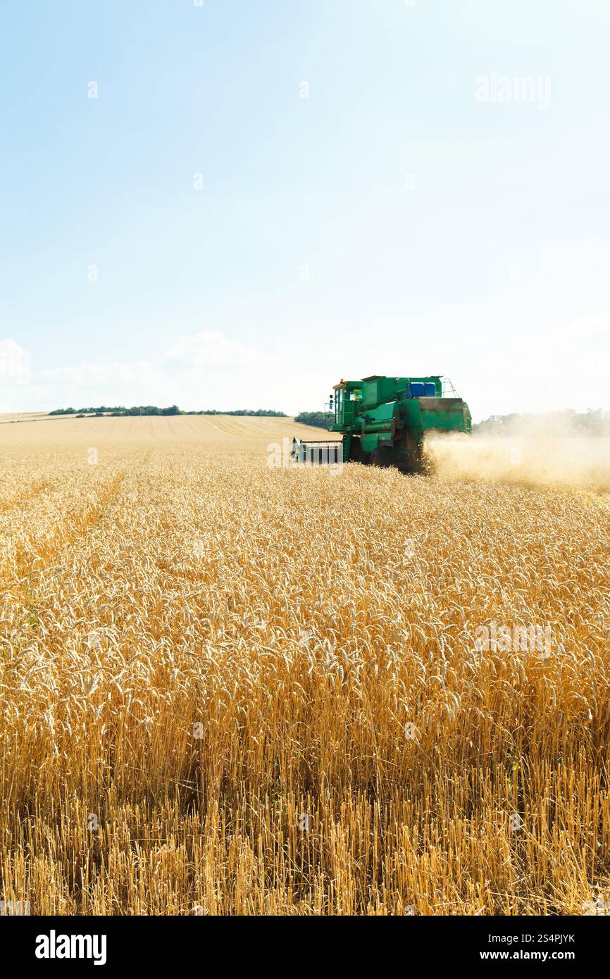 La récolte de blé mûrs dans la région du Caucase en journée d'été Banque D'Images