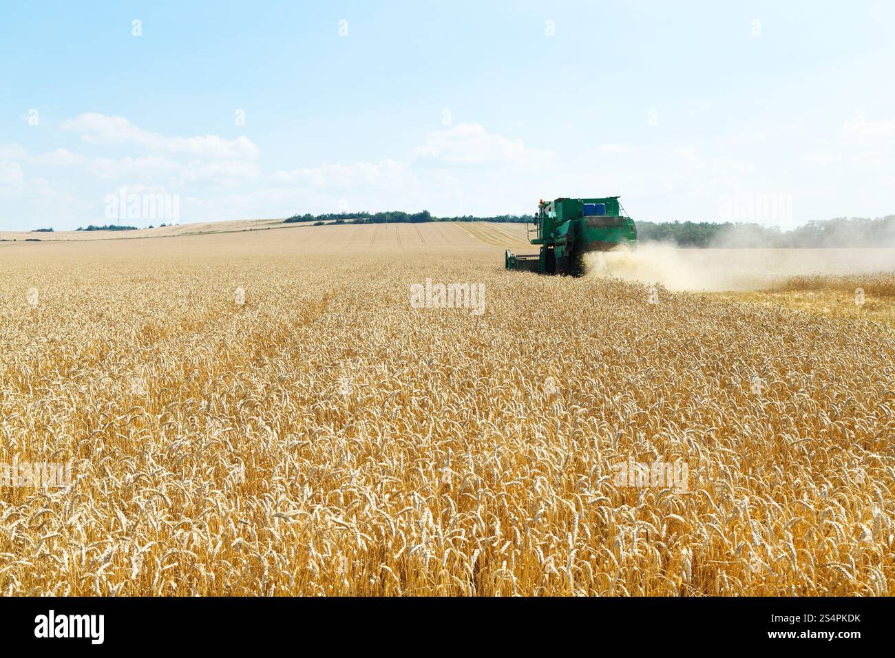 Le blé mûr de rassemblement dans la région du Caucase en journée d'été Banque D'Images