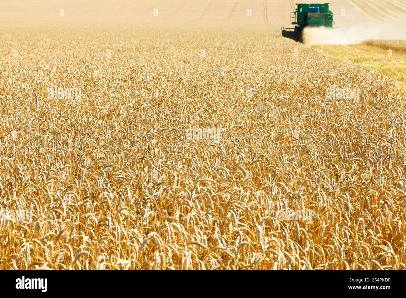En matière de collecte de blé mûrs en été 24 Banque D'Images