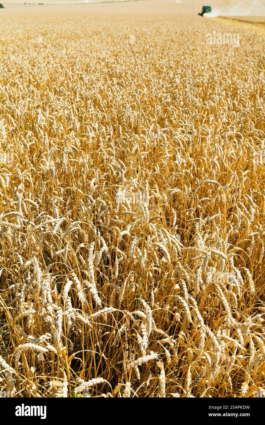 Épis de blé mûrs à plantation en journée d'été Banque D'Images