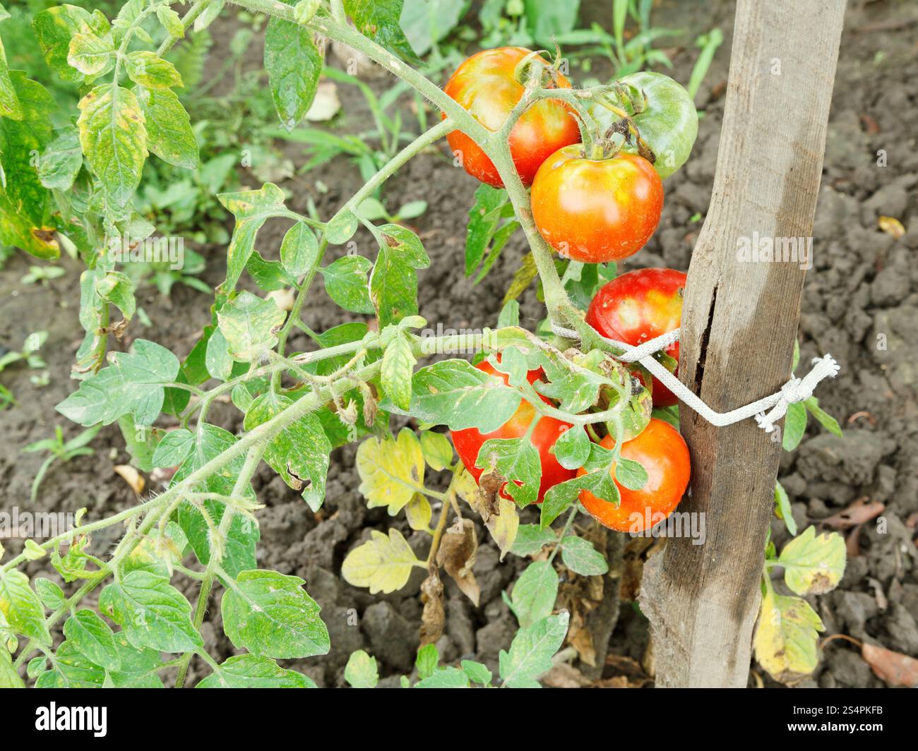 Tomate rouge plusieurs sur bush dans jardin en été 24 Banque D'Images