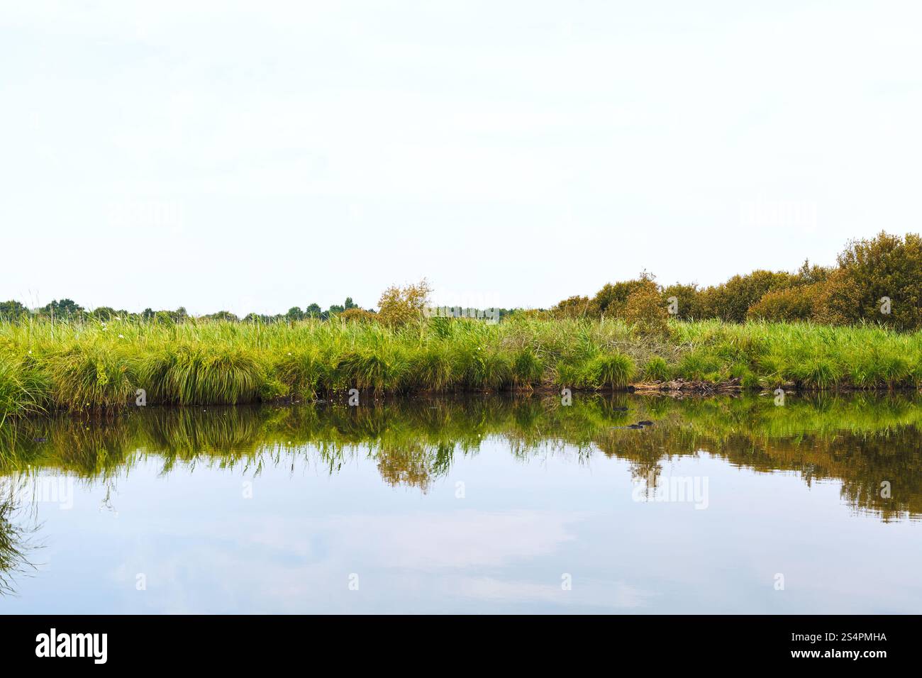 Littoral vert dans le marais de Brière Parc Naturel Régional de Brière, France Banque D'Images