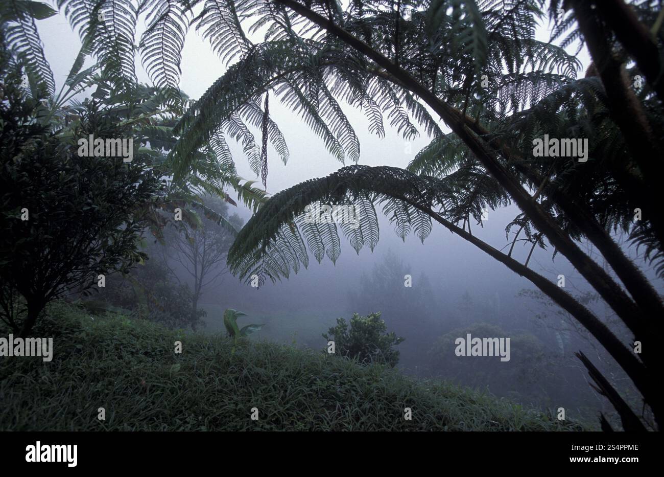 Une forêt tropicale jusqu'aux collines de la ville Copan au Honduras en Amérique centrale, Banque D'Images