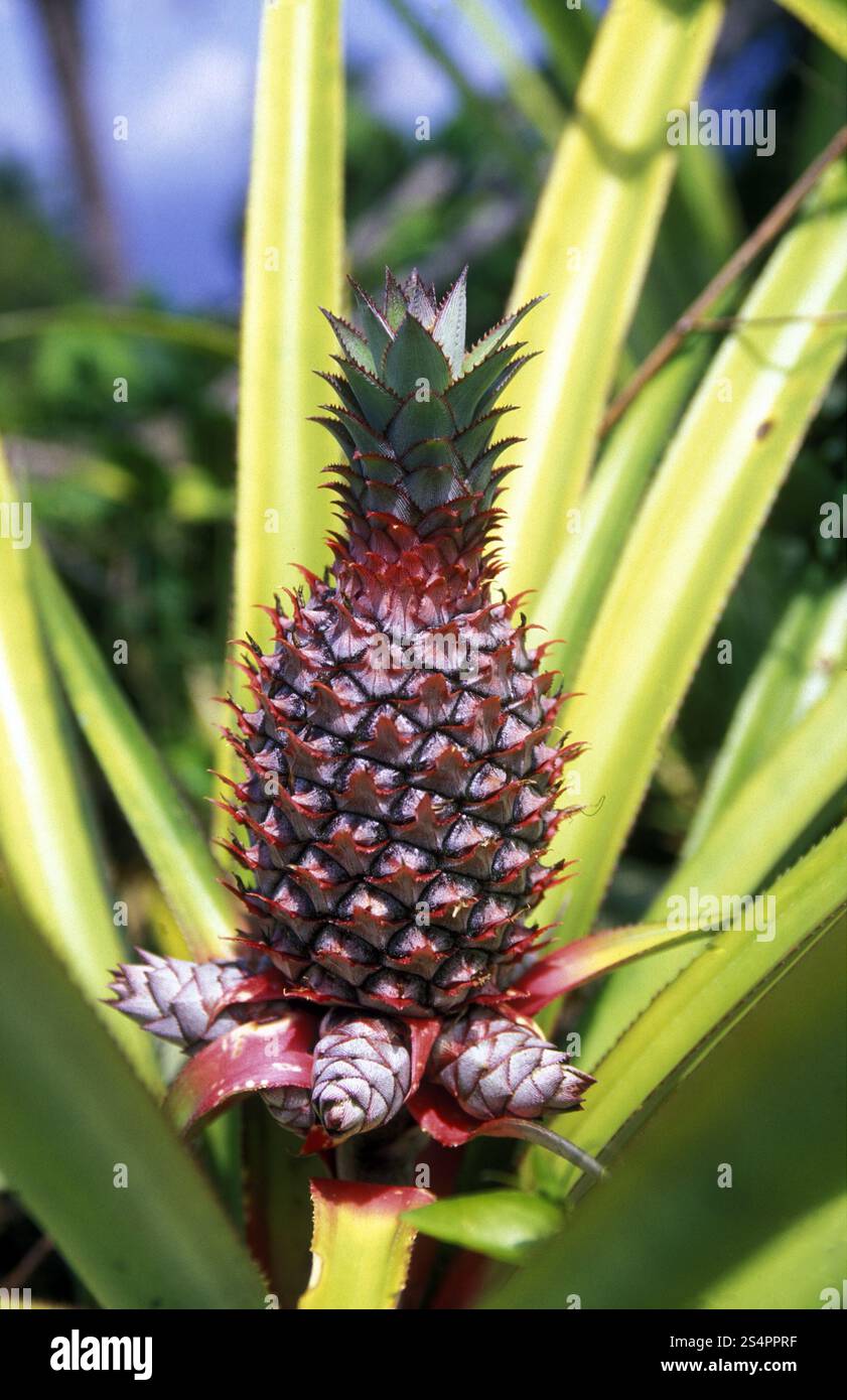 Plantation d'ananas sur l'île d'Anjouan sur les Comores Ilands dans l'océan Indien en Afrique. . AFRIQUE COMORES ANJOUAN Banque D'Images