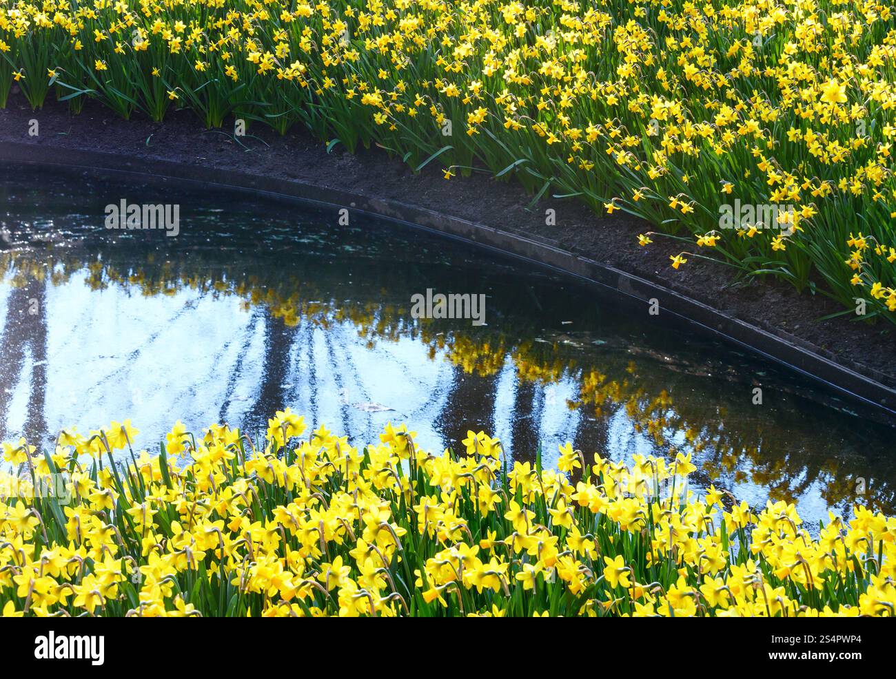 Belles jonquilles jaune au printemps. Banque D'Images