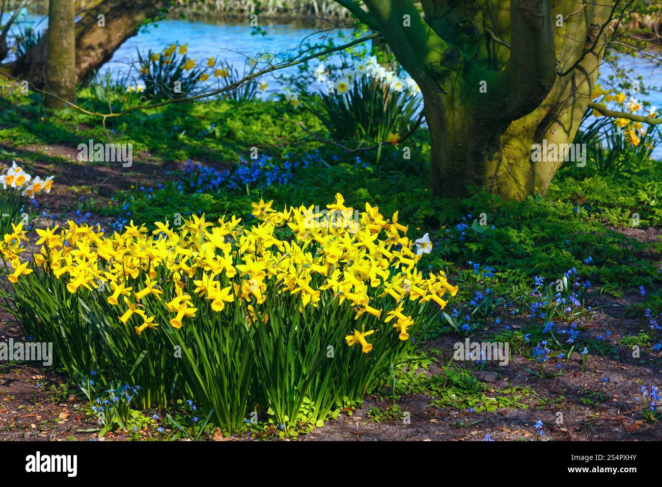 Beau narcisse jaune dans le parc au printemps. Banque D'Images