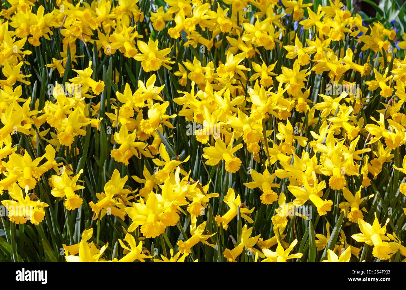 Belles jonquilles jaune au printemps. Banque D'Images
