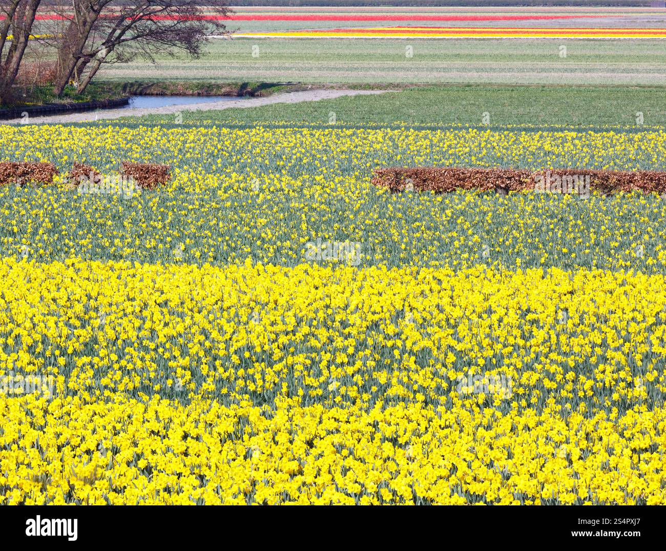 Belle prairie de jonquilles jaune au printemps. Banque D'Images