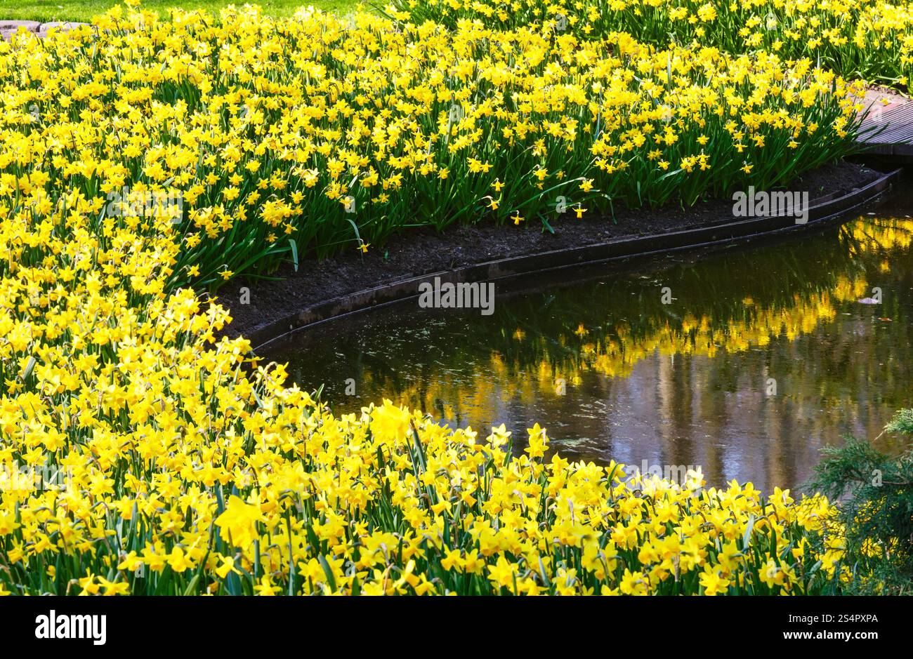 Belles jonquilles jaune au printemps. Banque D'Images
