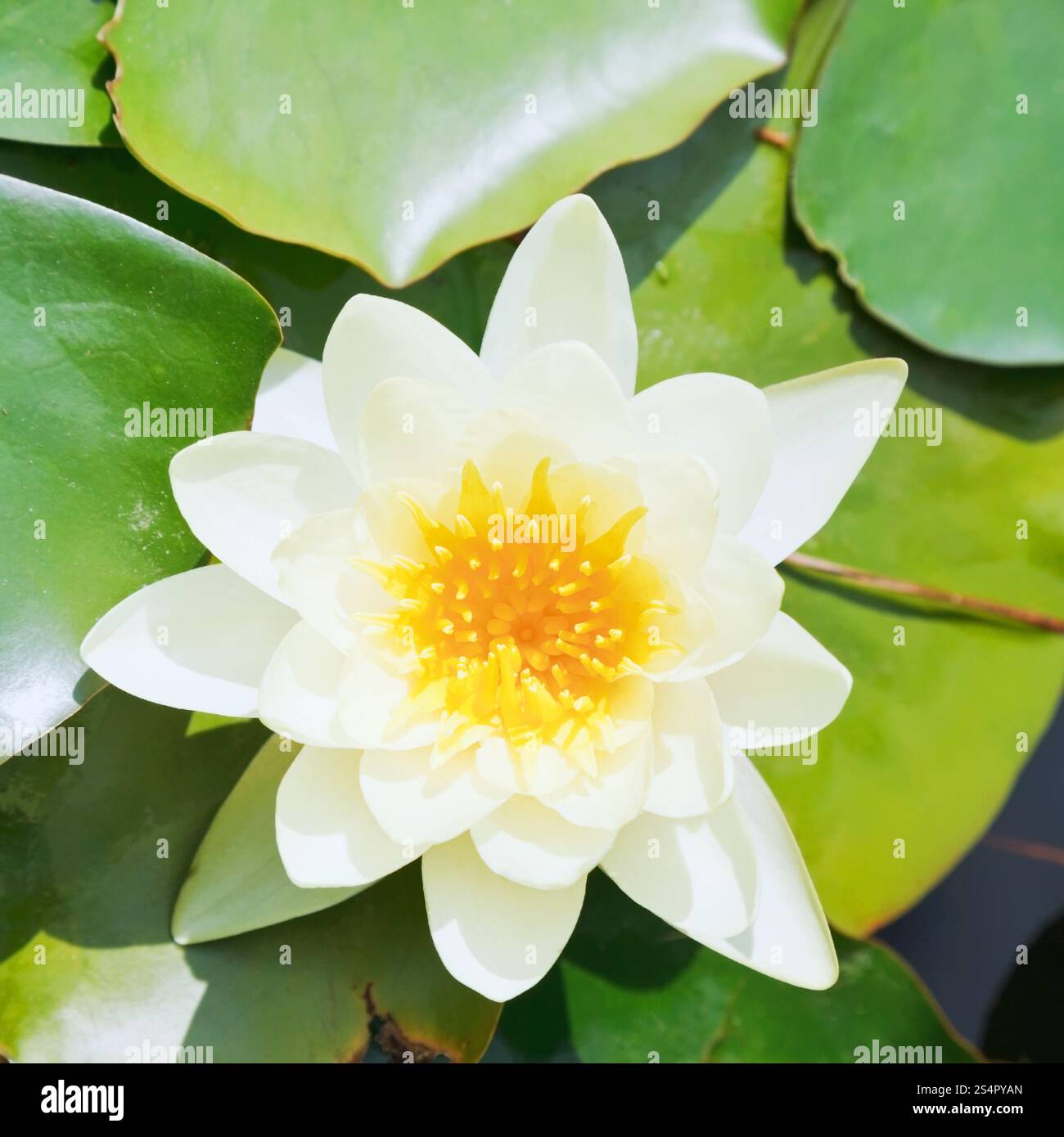 Fleur de nénuphar blanc avec des feuilles vertes close up Banque D'Images