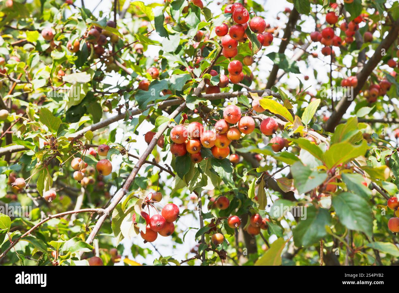 Des pommes mûres sur l'arbre aldenhamensis malus purpurea en automne Banque D'Images