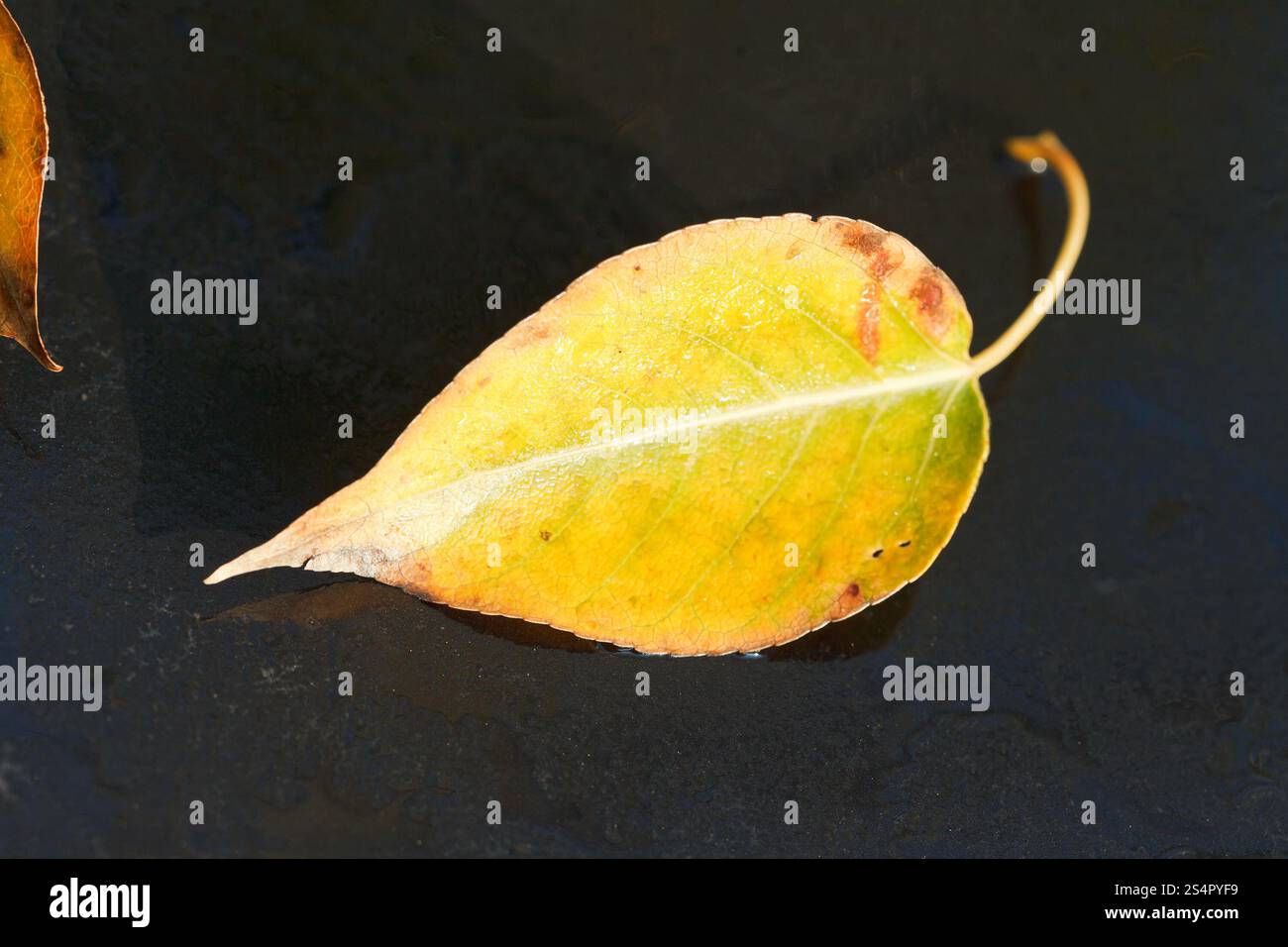 Feuille de bouleau jaune congelé sur capot de voiture noire en automne Banque D'Images