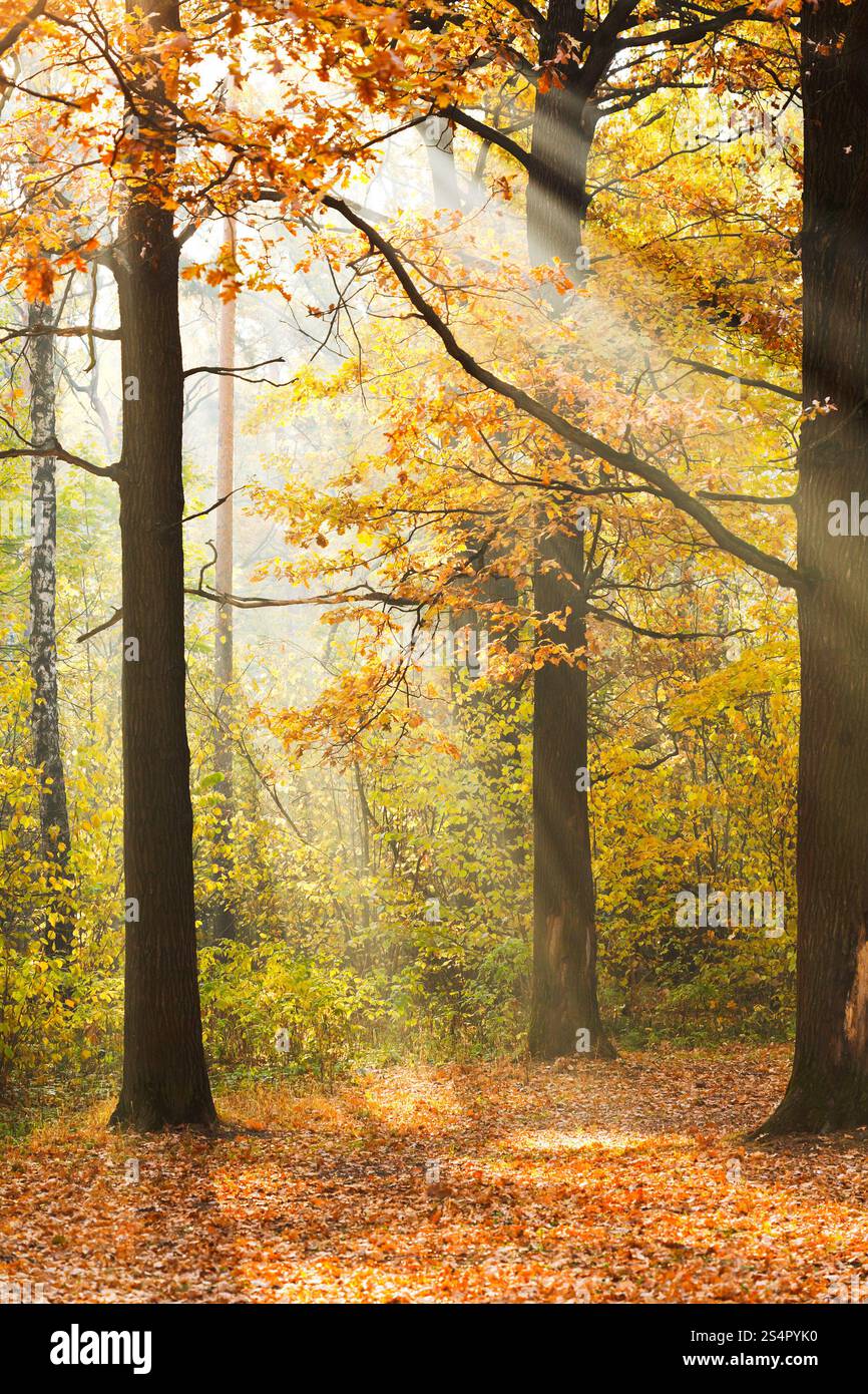 Rayons soleil allumé glade en forêt d'automne à sunny day Banque D'Images