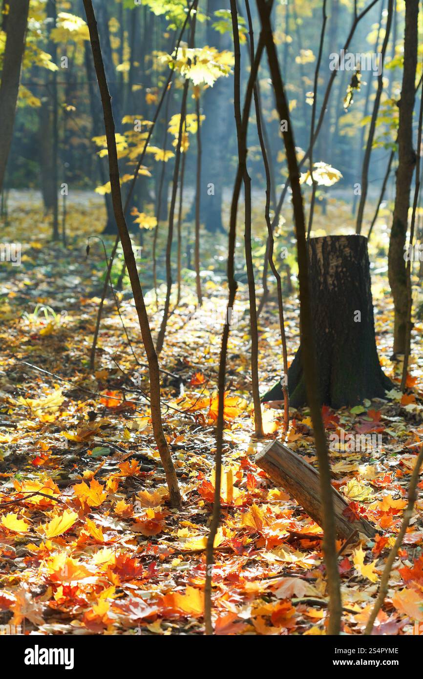 Moignon et feuilles d'érable rouge et jaune sous le soleil d'automne Banque D'Images