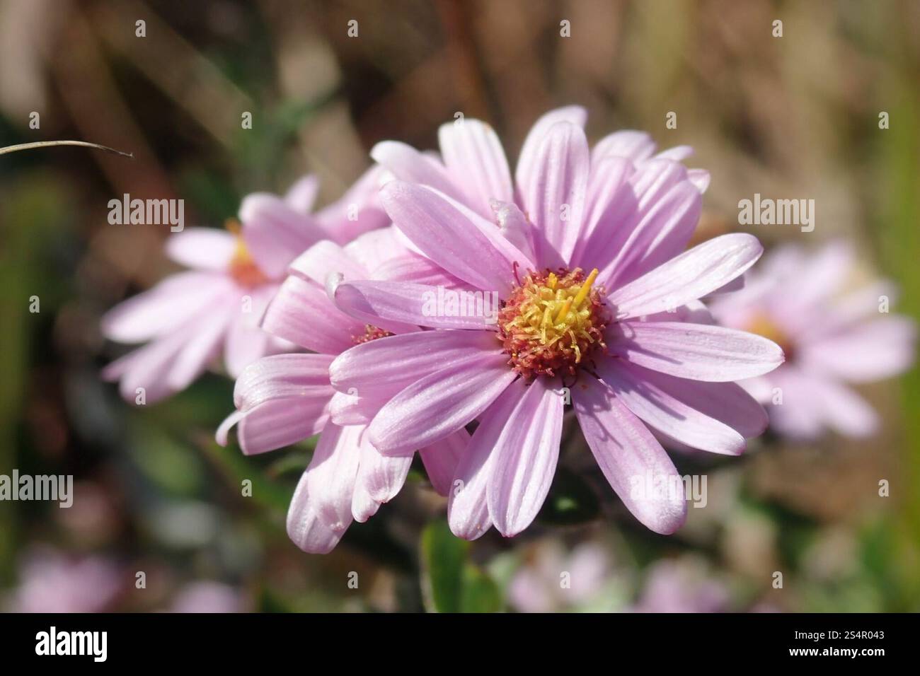 Thé Bushman (Athrixia phylicoides) Banque D'Images