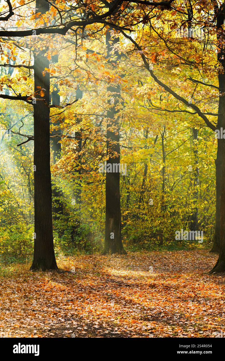 La lumière du soleil lits pelouse en forêt d'automne à sunny day Banque D'Images