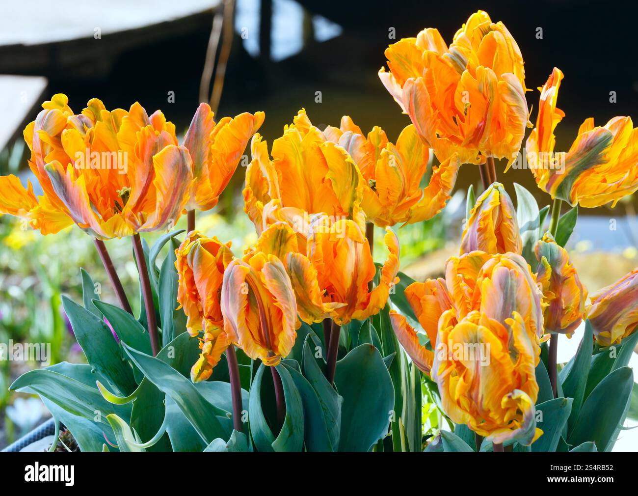 Belles tulipes jaunes en gros plan dans Spring Park. Banque D'Images