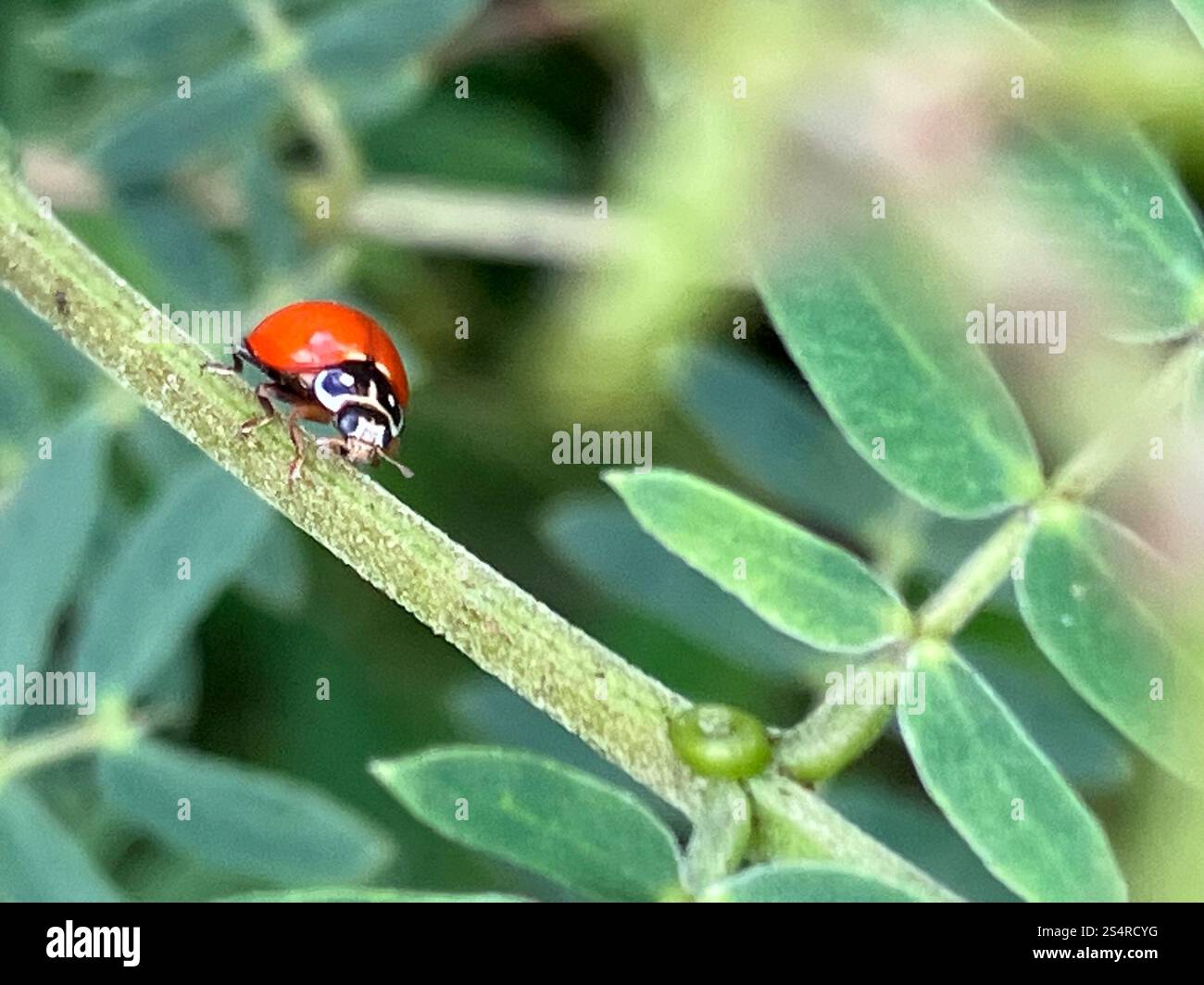 Spotless Lady Beetle (Cycloneda sanguinea) Banque D'Images