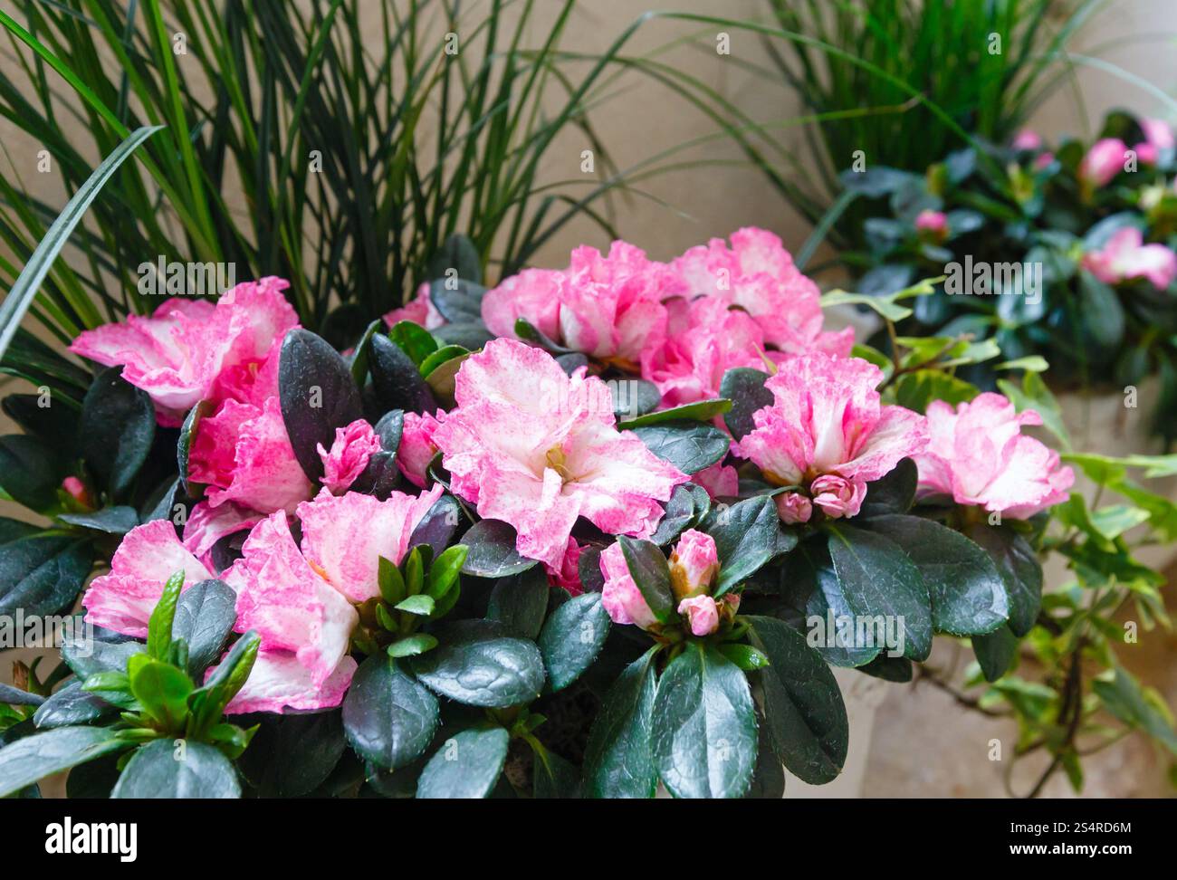 Petite azalée rose merveilleuse plante de fleurs d'été Banque D'Images