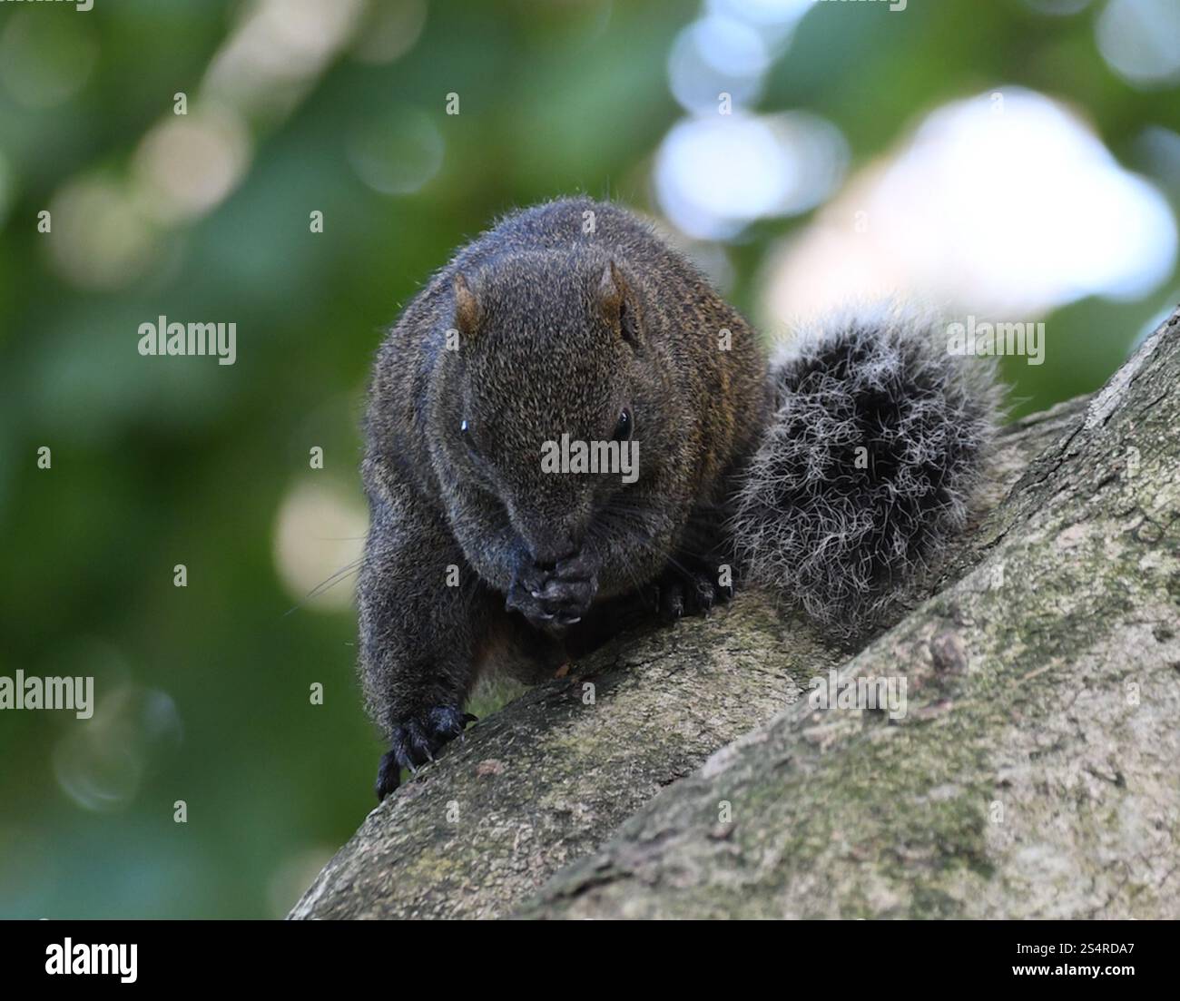 Écureuil de Pallas (Callosciurus erythraeus) Banque D'Images