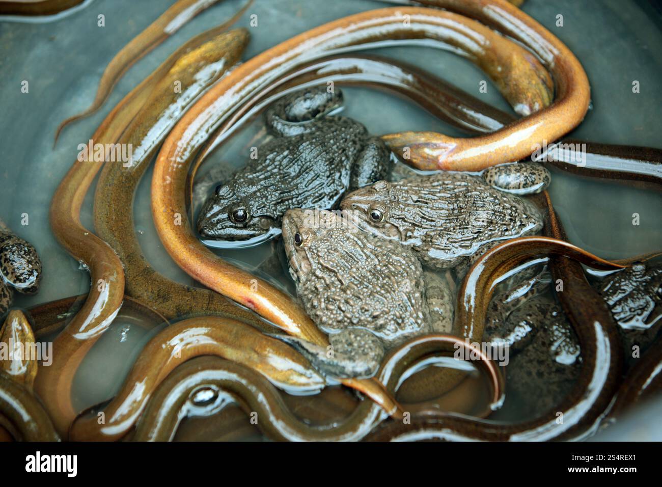 Grenouille et serpents sur un marché alimentaire à Vientiane la ville de Vientiane au Laos en Souteastasie. ASIE LAO VIENTIANE Banque D'Images