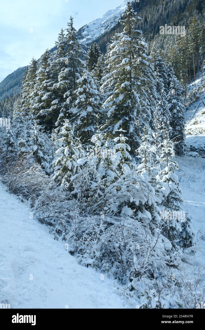 Buissons et arbres enneigés en hiver sur la rive de la rivière. Banque D'Images