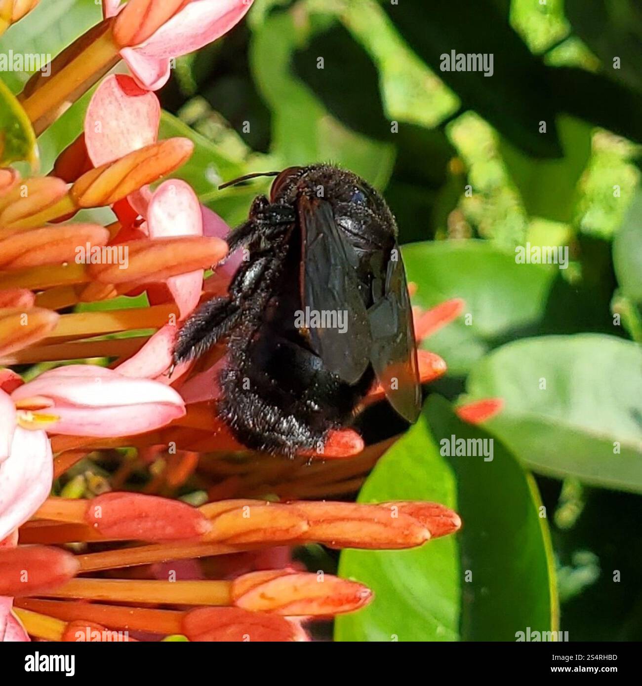 Abeille charpentier de la vallée (Xylocopa sonorina) Banque D'Images