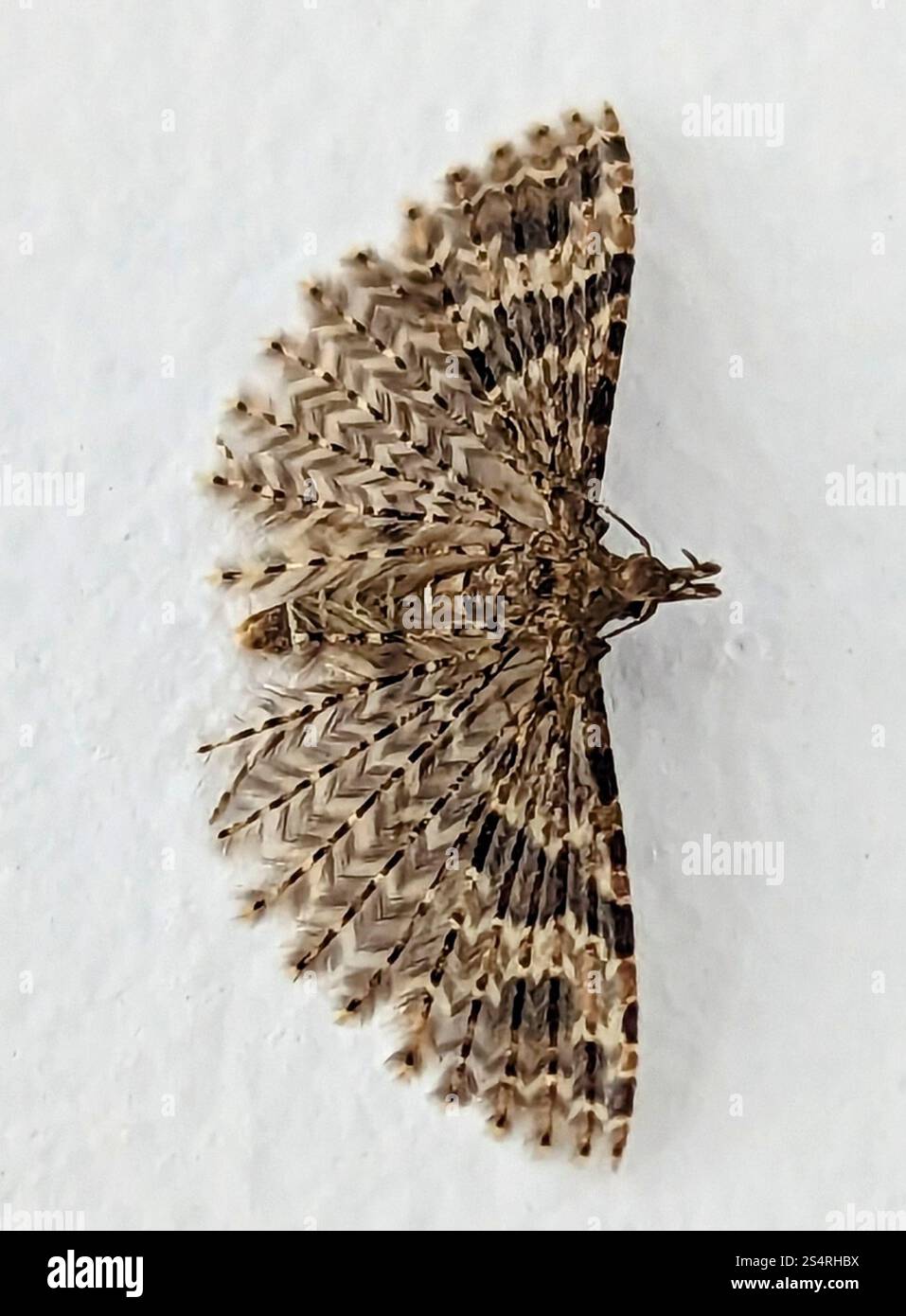 Vingt-plume Moth (Alucita hexadactyla) Banque D'Images