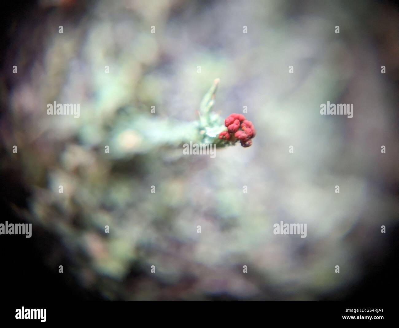 Soldats jouets (Cladonia bellidiflora) Banque D'Images