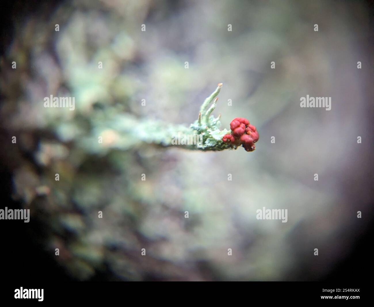 Soldats jouets (Cladonia bellidiflora) Banque D'Images